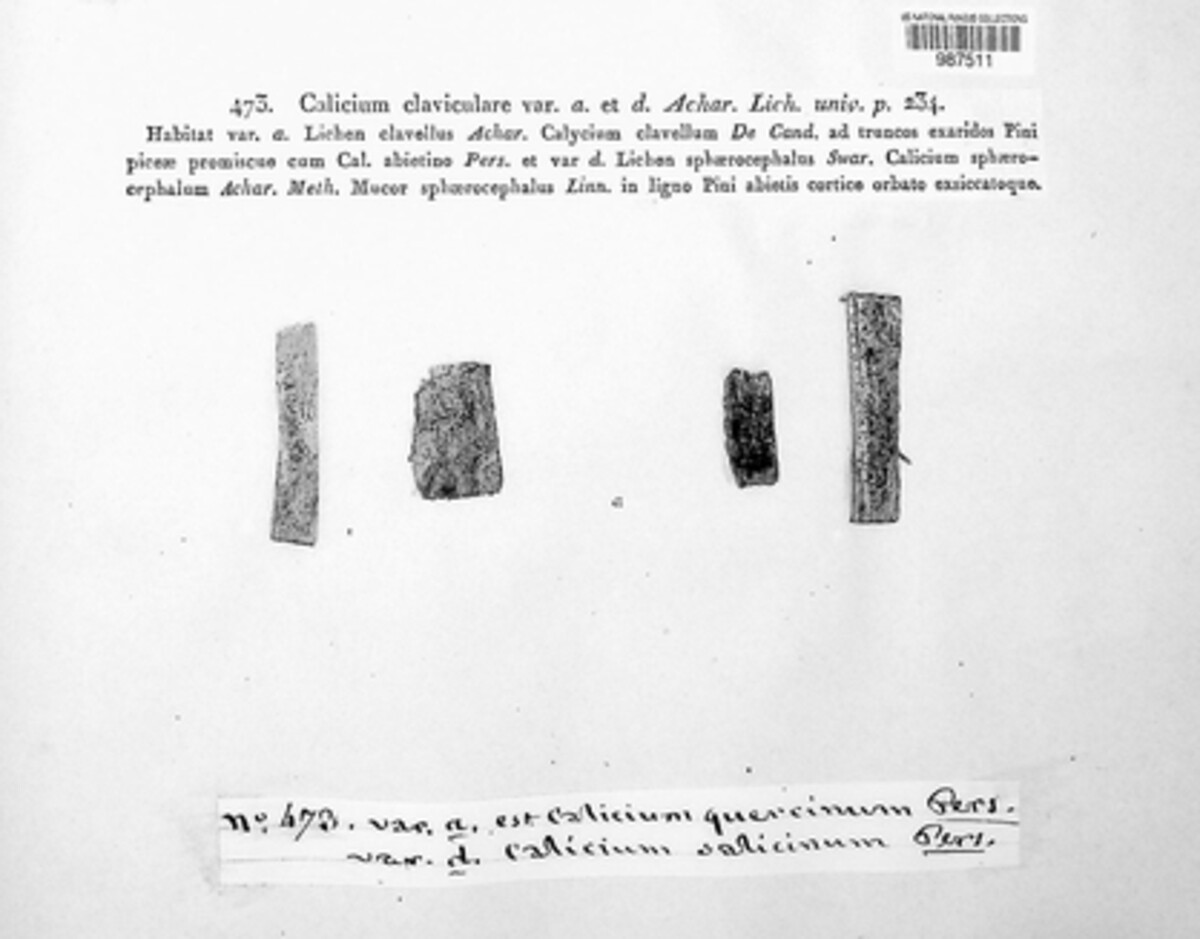 Calicium claviculare image